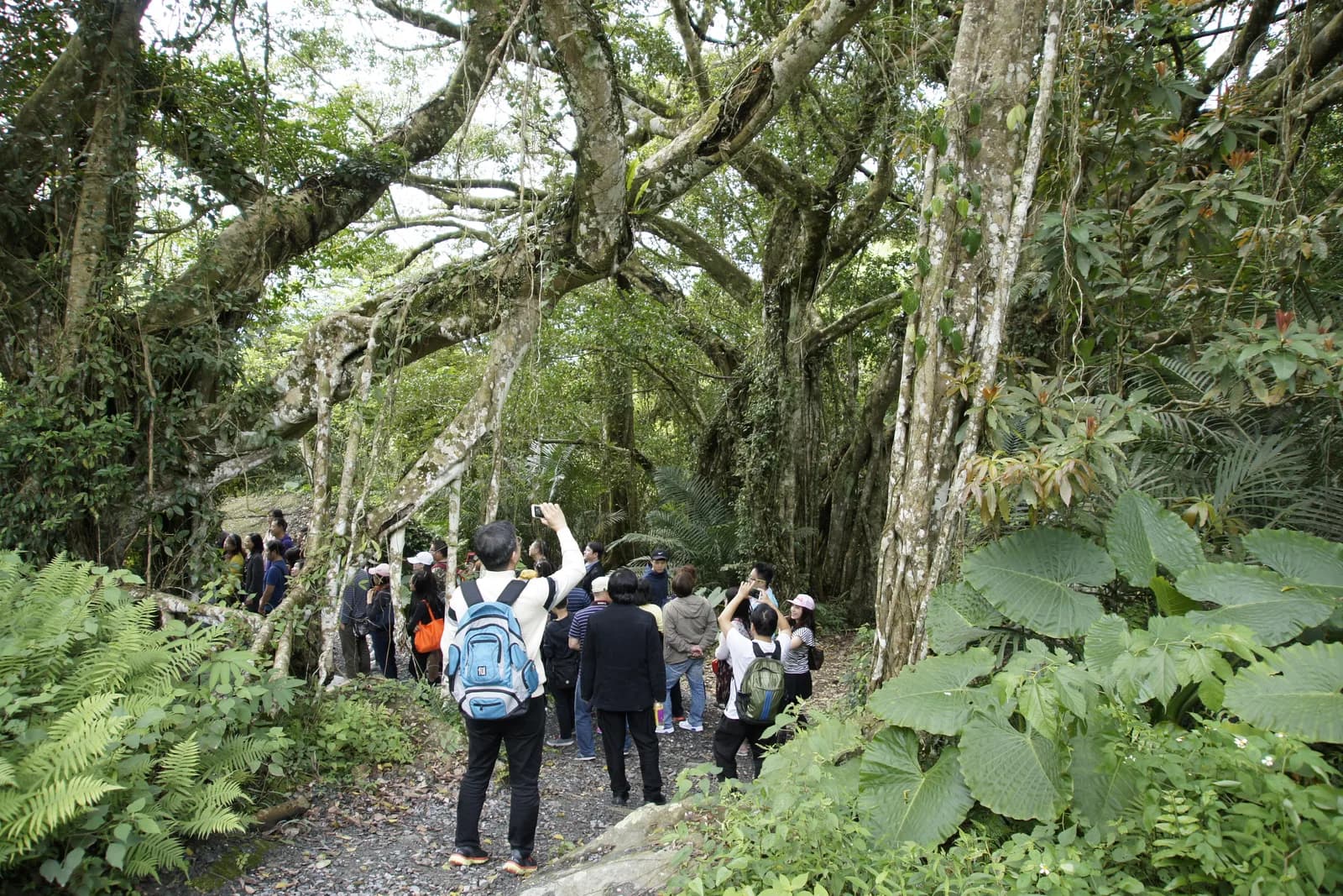 森林步道上的老樹，遊客背對鏡頭走著（實景・五星台東旅遊自攝）