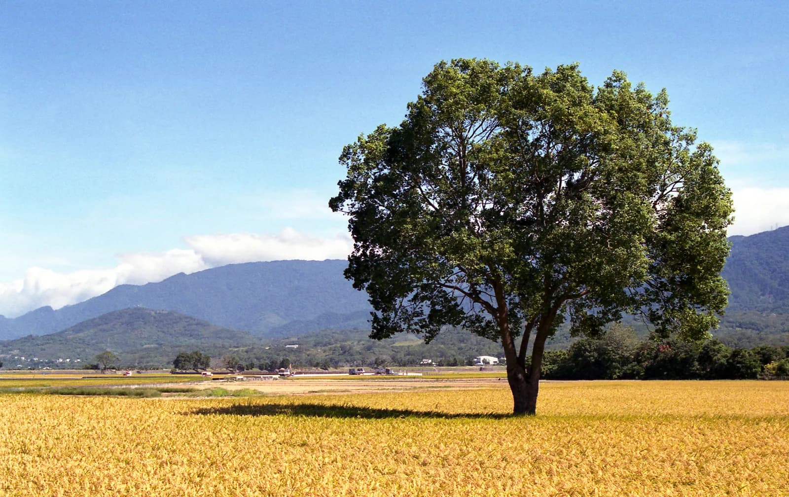 金黃的稻田中間一棵大樹，後面是山和藍天（alankrantas／Pexels）