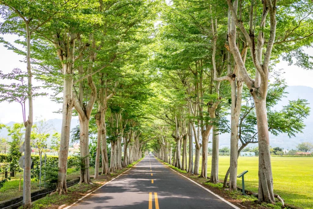 龍田綠色隧道的小葉欖仁林蔭道（實景・五星台東旅遊自攝）