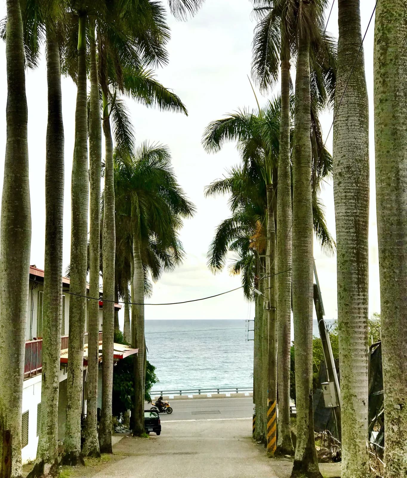 檳榔樹夾道的小路,盡頭是海(實景・Pexels 授權)
