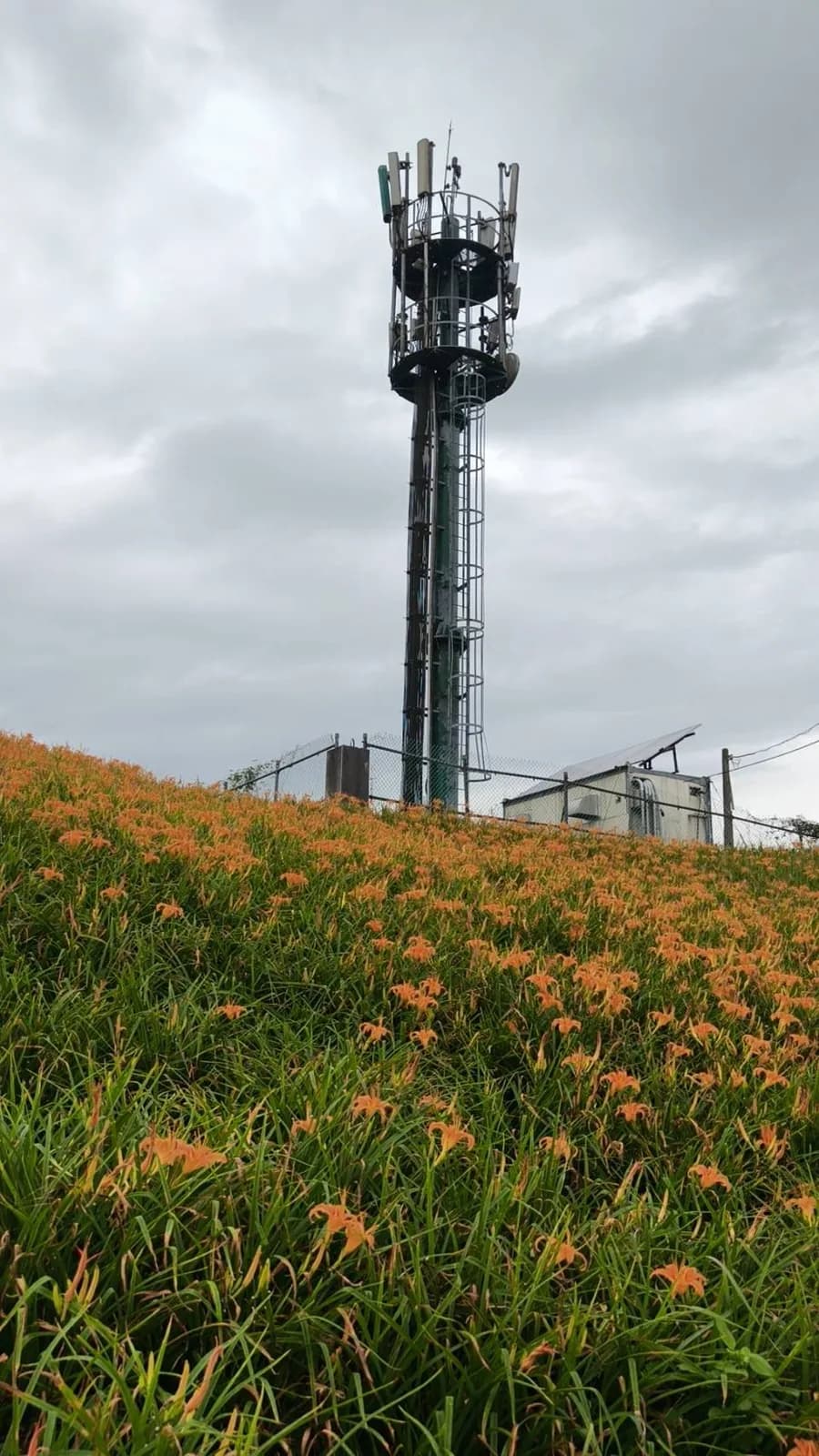 開滿橘色金針花的草坡(實景・五星台東旅遊自攝)