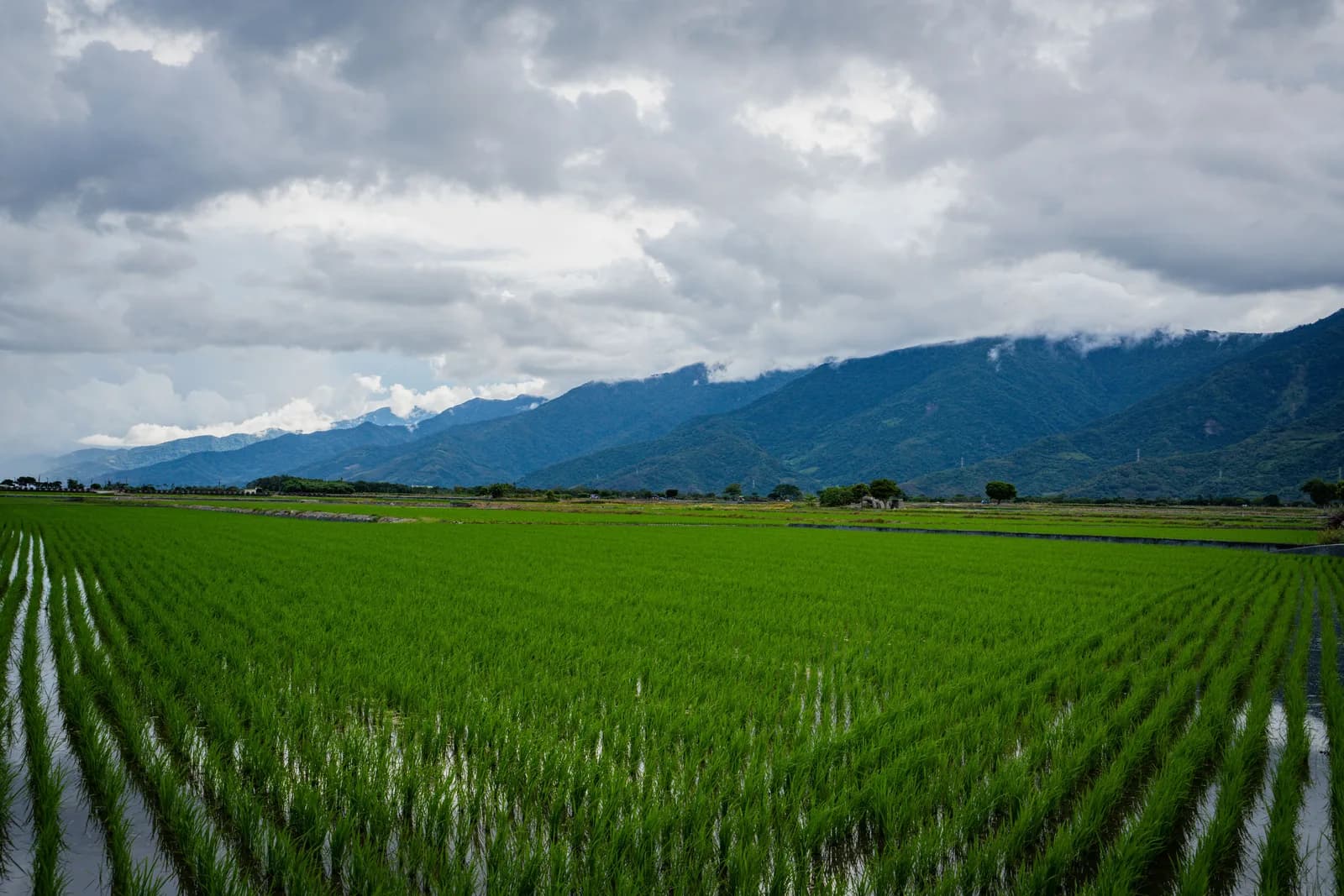 厚雲下的綠色稻田,遠處是山(實景・Pexels 授權)