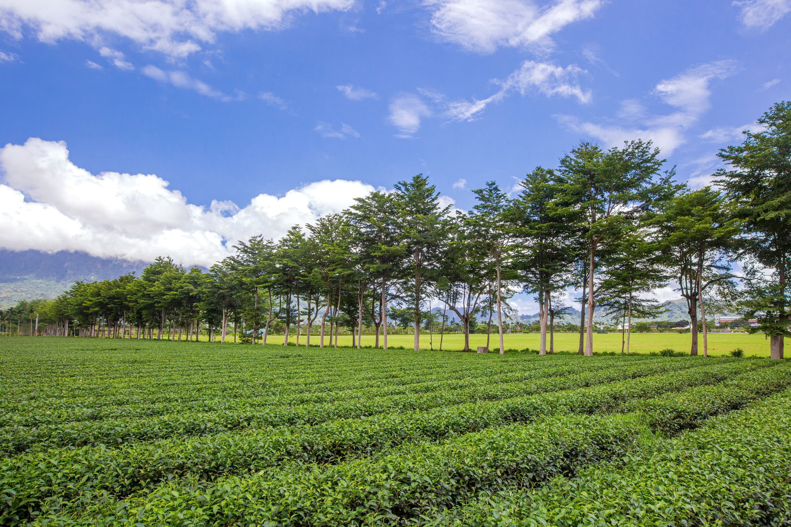 鹿野縱谷的綠色茶園與草坡(實景・交通部觀光署開放資料)