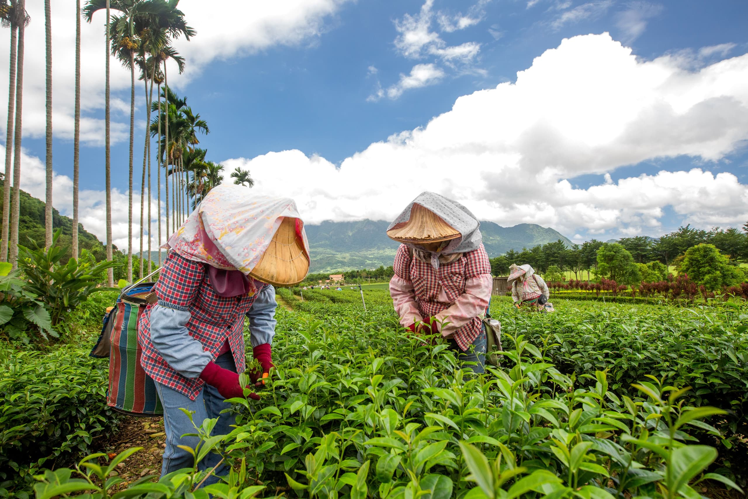鹿野觀光茶園裡採茶的人 (拍攝者:花東縱谷國家風景區管理處)(實景・交通部觀光署開放資料)