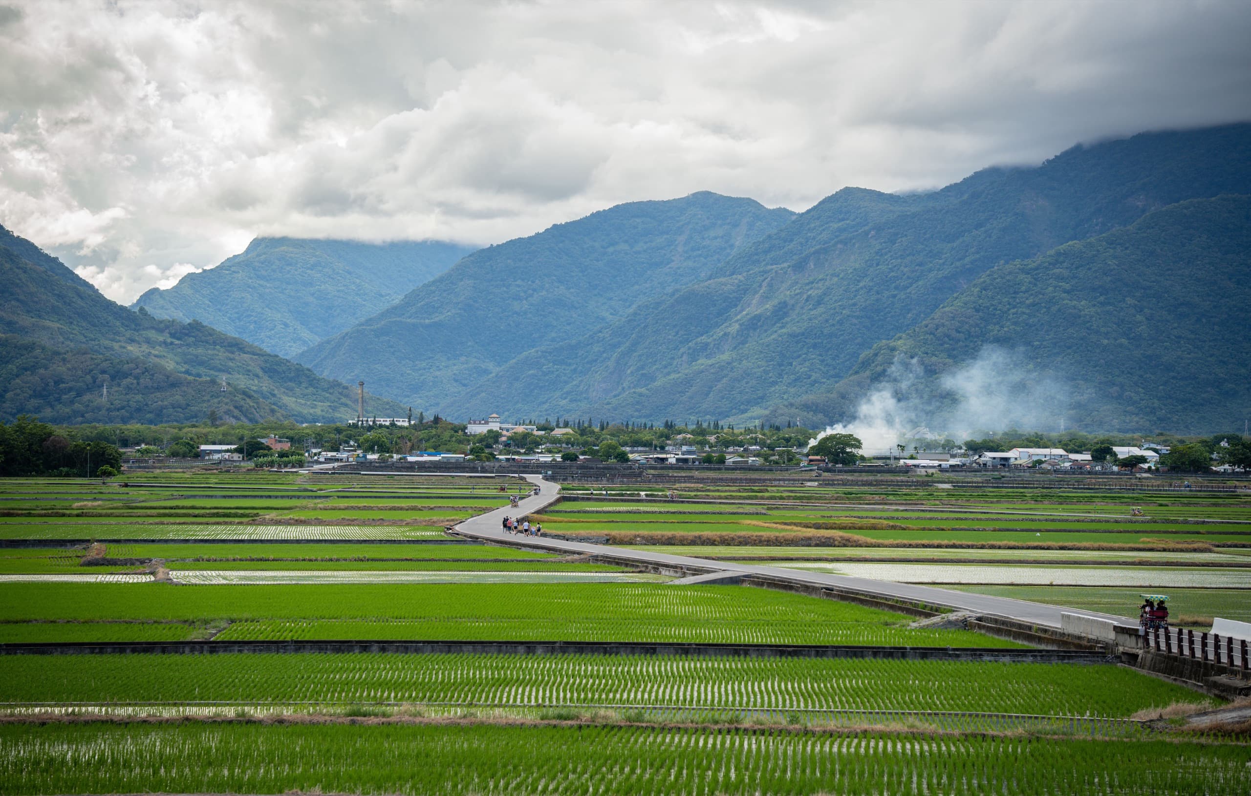 九月的縱谷稻田,稻子還是綠的(Pexels・zhengxun-lin)