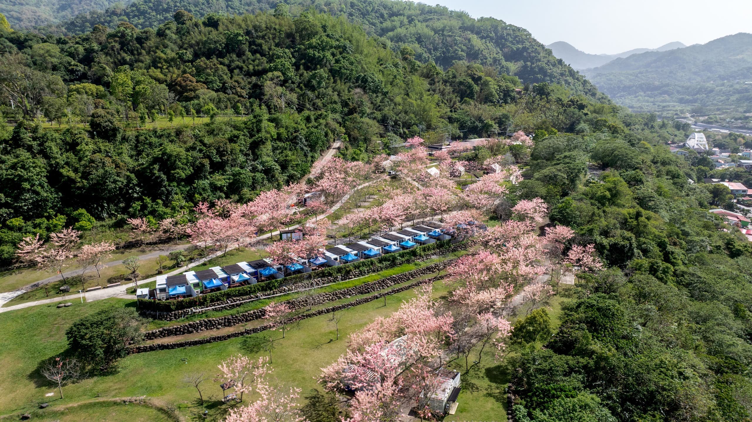 Pink blossoms filling a valley in spring